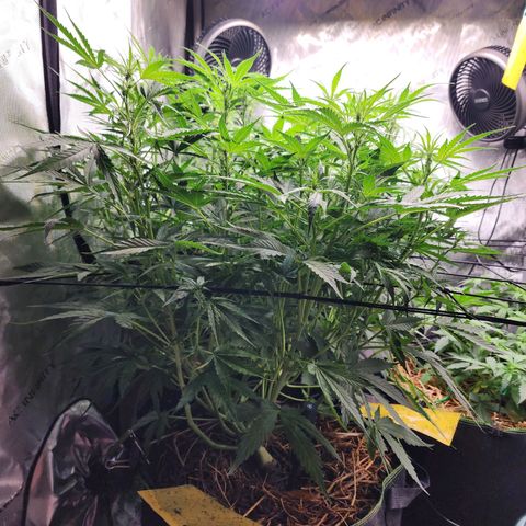 Zkittlez Auto 3 growlog timeline photo