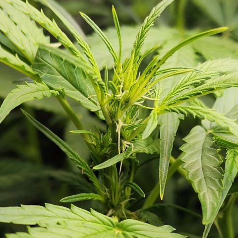 Zkittlez Auto 3 growlog timeline photo