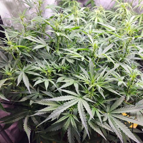 Zkittlez Auto 3 growlog timeline photo