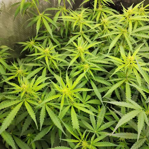 Zkittlez Auto 1 growlog timeline photo