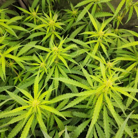 Zkittlez Auto 1 growlog timeline photo