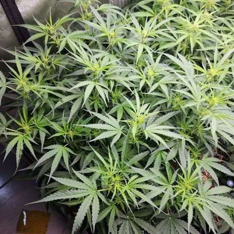 Zkittlez Auto 3 growlog timeline photo