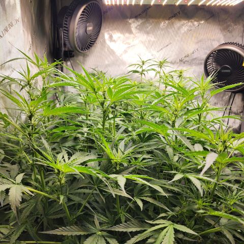 Zkittlez Auto 3 growlog timeline photo