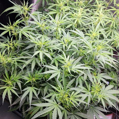 Zkittlez Auto 3 growlog timeline photo