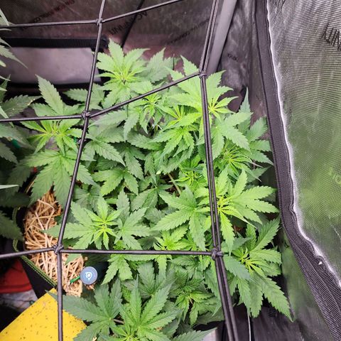 Gorilla Auto growlog timeline photo