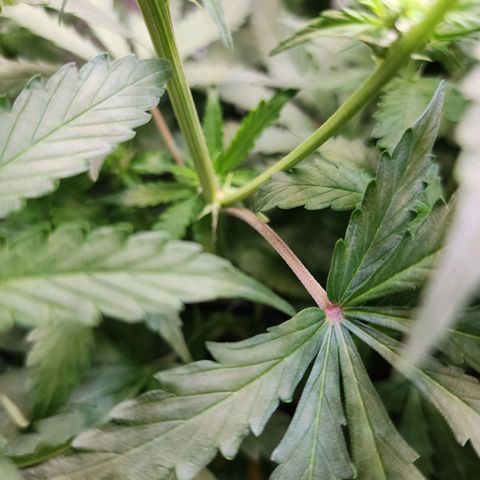 Zkittlez Auto 1 growlog timeline photo