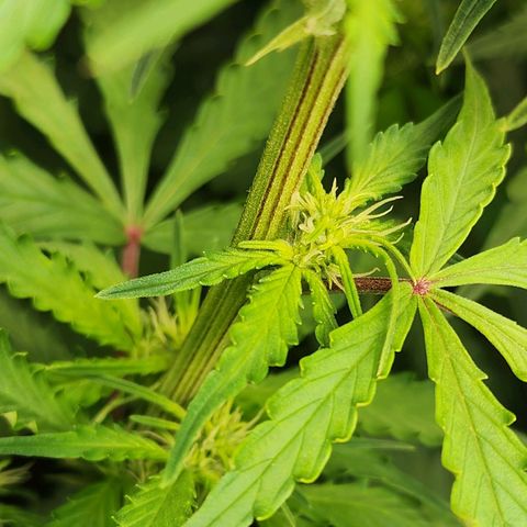 Zkittlez Auto 1 growlog timeline photo