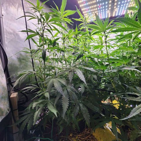 Zkittlez Auto 1 growlog timeline photo