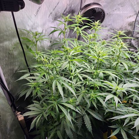 Zkittlez Auto 1 growlog timeline photo
