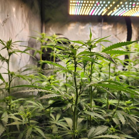 Zkittlez Auto 1 growlog timeline photo