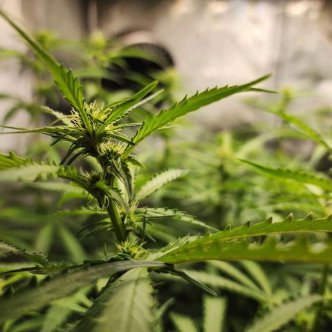 Zkittlez Auto 1 growlog timeline photo