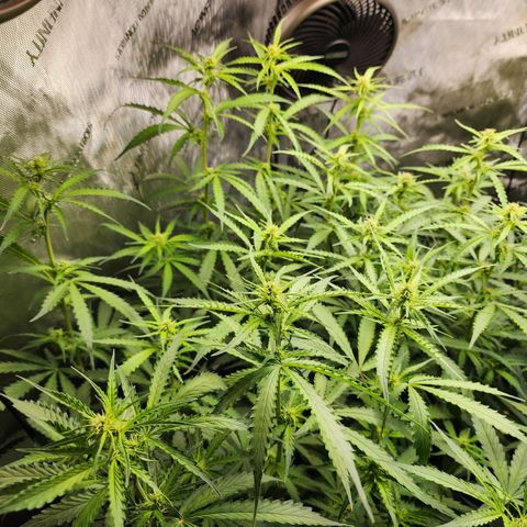Zkittlez Auto 1 growlog timeline photo