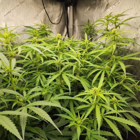 Zkittlez Auto 1 growlog timeline photo