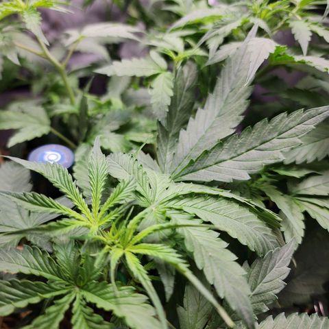 Gorilla Auto growlog timeline photo