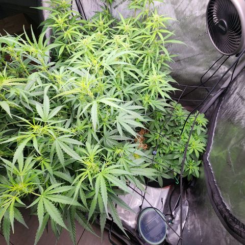 Gorilla Auto growlog timeline photo