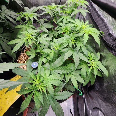 Gorilla Auto growlog timeline photo