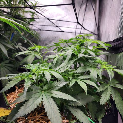 Gorilla Auto growlog timeline photo
