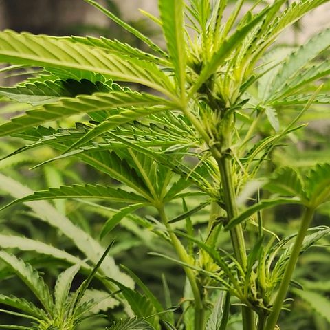 Zkittlez Auto 3 growlog timeline photo