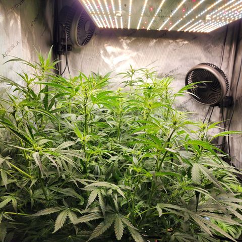 Zkittlez Auto 3 growlog timeline photo