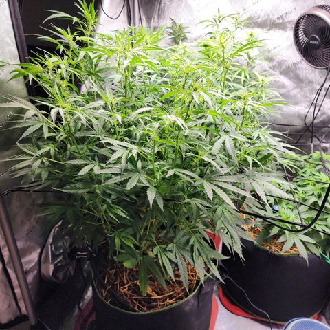 Zkittlez Auto 3 growlog timeline photo