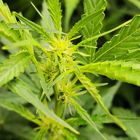 Zkittlez Auto 3 growlog timeline photo