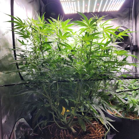 Zkittlez Auto 3 growlog timeline photo