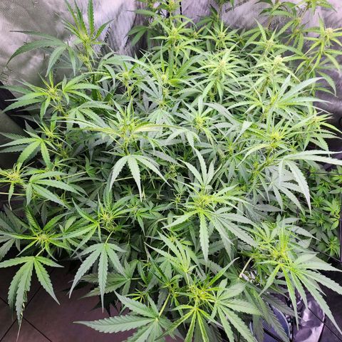 Zkittlez Auto 3 growlog timeline photo
