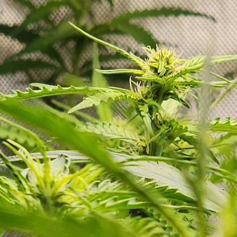 Zkittlez Auto 1 growlog timeline photo