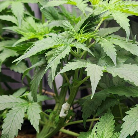 Gorilla Auto growlog timeline photo