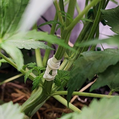 Gorilla Auto growlog timeline photo