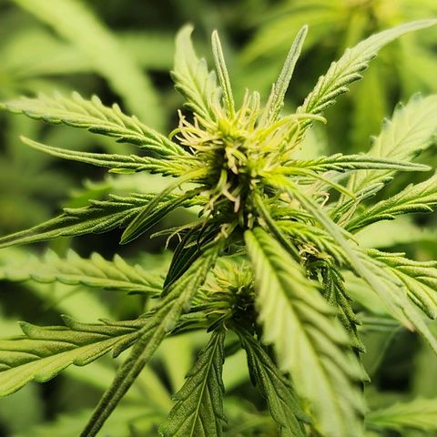 Zkittlez Auto 1 growlog timeline photo
