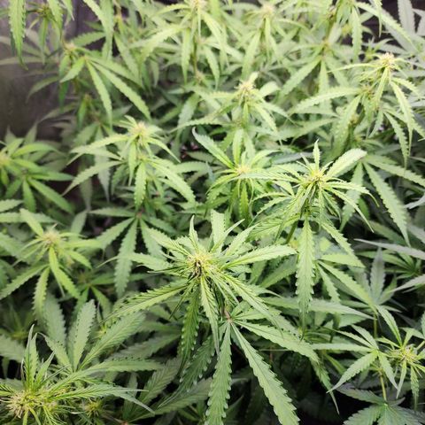 Zkittlez Auto 1 growlog timeline photo