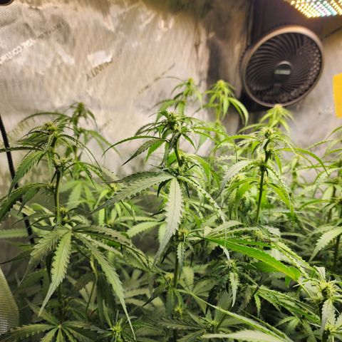 Zkittlez Auto 1 growlog timeline photo