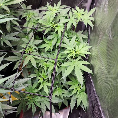 Gorilla Auto growlog timeline photo