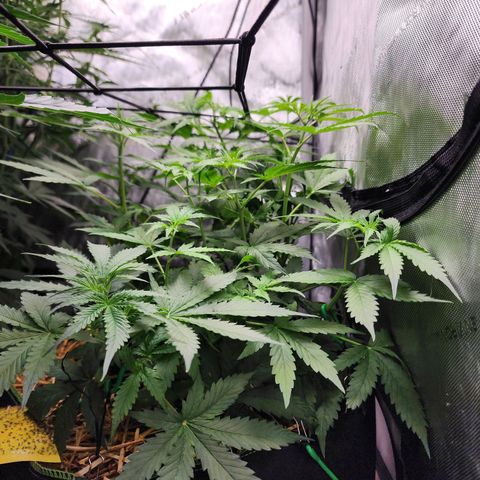 Gorilla Auto growlog timeline photo