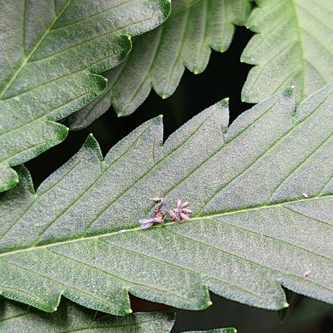 Gorilla Auto growlog timeline photo