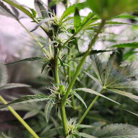 Zkittlez Auto 3 growlog timeline photo