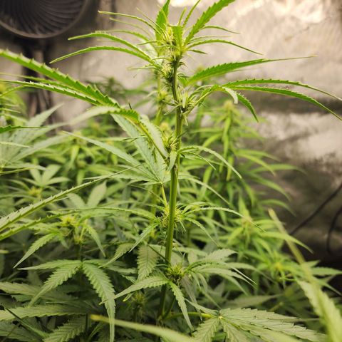 Zkittlez Auto 3 growlog timeline photo