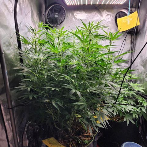 Zkittlez Auto 3 growlog timeline photo