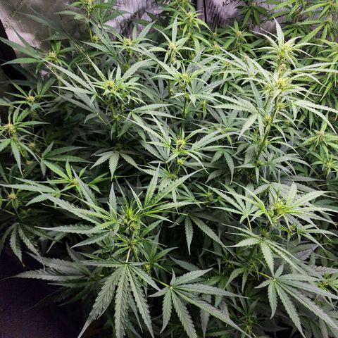 Zkittlez Auto 3 growlog timeline photo