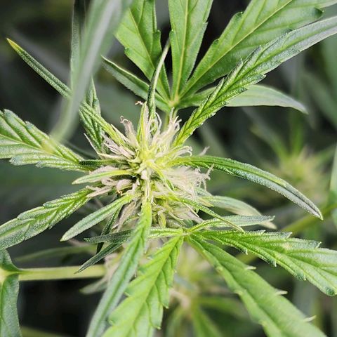 Zkittlez Auto 3 growlog timeline photo