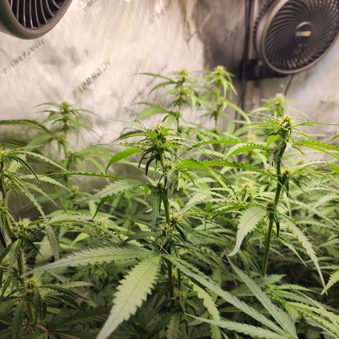 Zkittlez Auto 1 growlog timeline photo