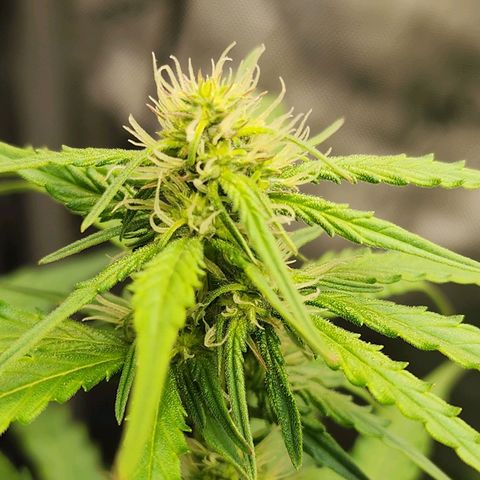 Zkittlez Auto 1 growlog timeline photo