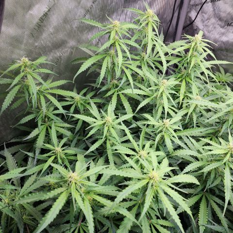 Zkittlez Auto 1 growlog timeline photo