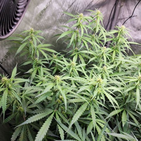 Zkittlez Auto 1 growlog timeline photo