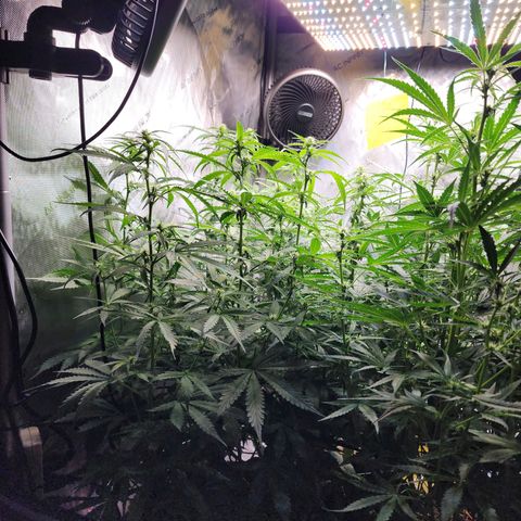 Zkittlez Auto 1 growlog timeline photo