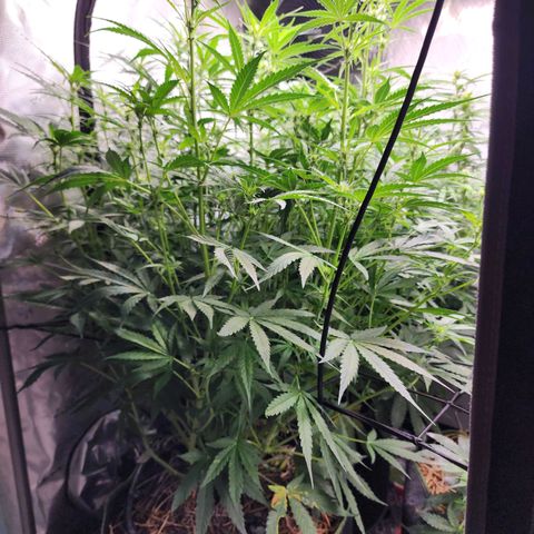 Zkittlez Auto 3 growlog timeline photo