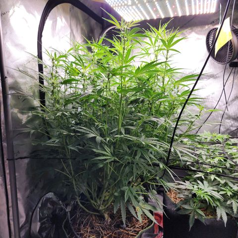 Zkittlez Auto 3 growlog timeline photo