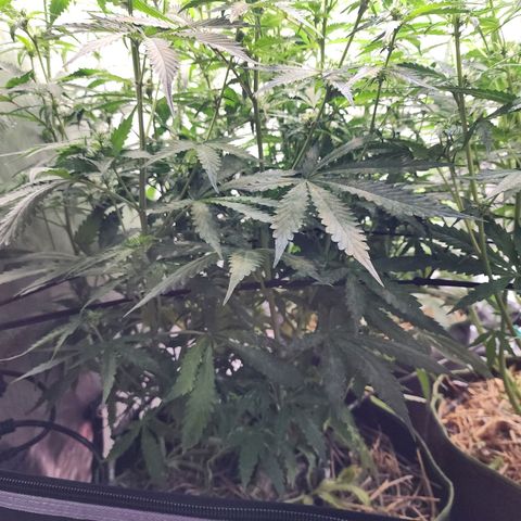 Zkittlez Auto 1 growlog timeline photo