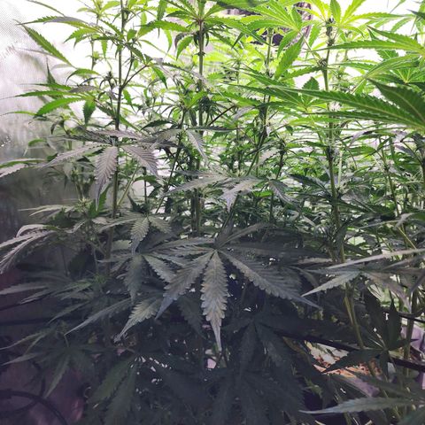 Zkittlez Auto 1 growlog timeline photo